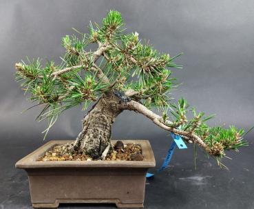 Preview: Bonsai - Schwarzkiefer, Pinus Thunbergii, Senjumaru, Japan