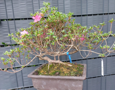 Bonsai - Jap. Satsuki Azalee, Miyama Kirishima