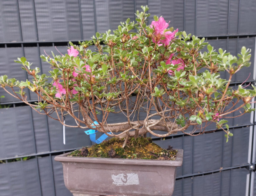 Preview: Bonsai - Jap. Satsuki Azalee, Miyama Kirishima