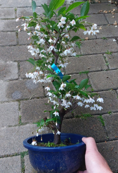 Bonsai - Schneeglöckchen, Styrax Japnoica