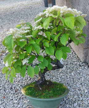Bonsai - Schneeball, Viburnum Dilatatum
