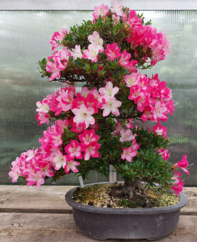 Bonsai - Jap. Satsuki Azalee, Momoka