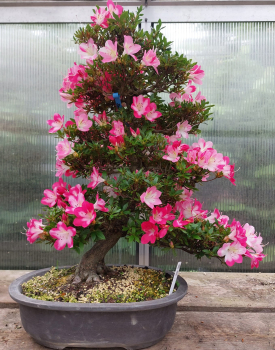 Preview: Bonsai - Jap. Satsuki Azalee, Momoka