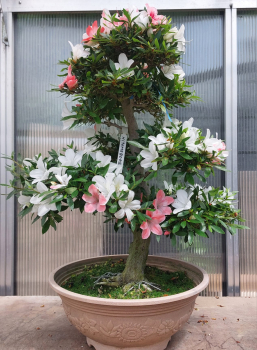 Bonsai - Japanese Satsuki Azalea, Hitomebore