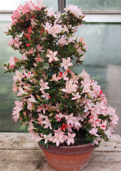 Bonsai - Jap. Satsuki Azalee, Koun