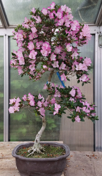 Bonsai - Japanese Satsuki Azalea, Murasakisuisho