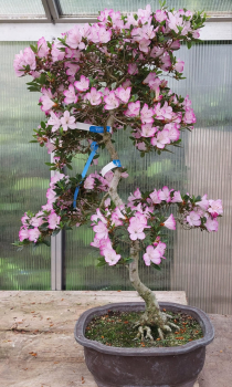 Bonsai - Japanese Satsuki Azalea, Murasakisuisho