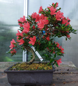 Bonsai - Japanese Satsuki Azalea, Kinkaboshi