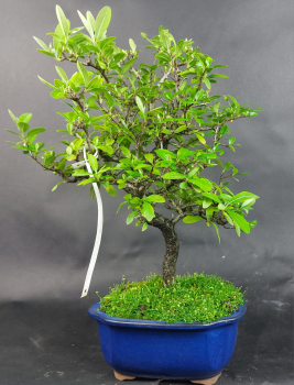 Bonsai - Firethorn, Pyracantha