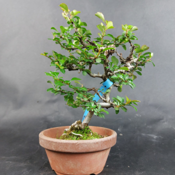 Bonsai - Zierquitte, Chaenomeles speciosa, Chojubai, weiß, Shohin