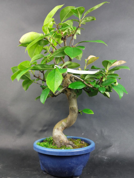 Bonsai - Quitte, Cydonia Sinensis