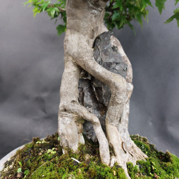 Bonsai - Dreispitzahorn, Acer Buergerianum Ishizuki, auf 2 Felsen