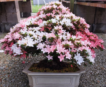 Preview: Bonsai - Jap. Satsuki Azalee, Shin Nikko
