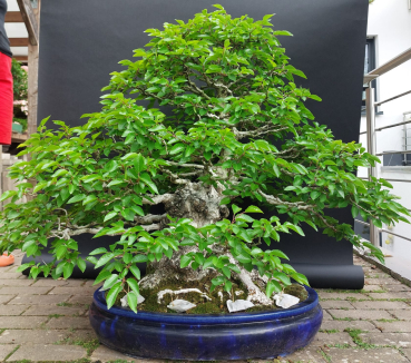 Bonsai - Hainbuche, Carpinus Laxiflora, Japan