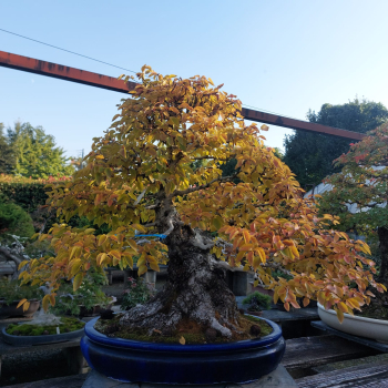 Bonsai - Hainbuche, Carpinus Laxiflora, Japan