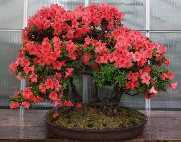Bonsai - Jap. Satsuki Azalee, Hi-no-Tsukasa