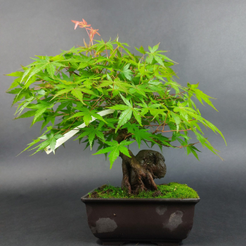 Preview: Bonsai - Fächerahorn, Acer Palmatum Rock, Shohin