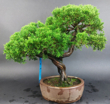 Preview: Bonsai - Wacholder, Juniperus Chinensis Itoigawa