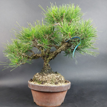 Bonsai - Pinus Thunbergii Corticosa, Schwarzkiefer, Japan