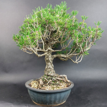 Bonsai - Pinus Thunbergii Kotobuki, Schwarzkiefer, Japan