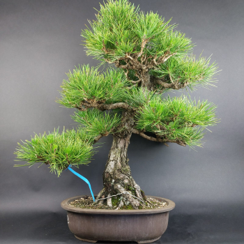 Bonsai - Pinus Thunbergii, Schwarzkiefer, Japan
