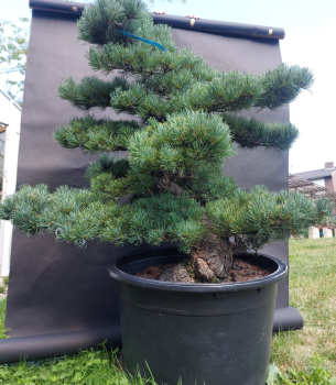 Gardenbonsai, Niwaki - Japanese White Pine, Pinus Penthaphylla