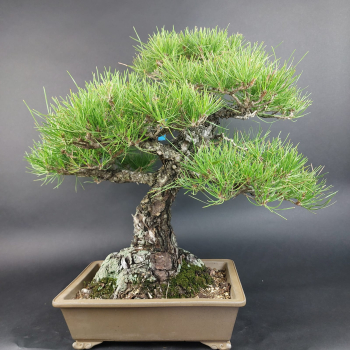 Preview: Bonsai - Pinus Thunbergii, Schwarzkiefer, Japan