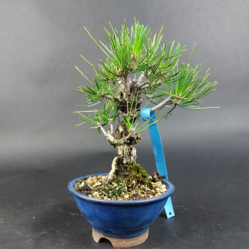 Bonsai - Japanese Black Pine, Pinus Thunbergii, Corticosa, Shohin