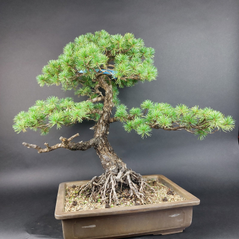 Bonsai - Mädchenkiefer (wurzelecht), Pinus Pentaphylla, Japan
