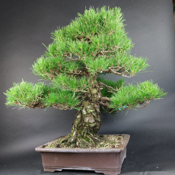 Bonsai - Pinus Thunbergii, Schwarzkiefer, Japan