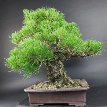 Bonsai - Pinus Thunbergii, Schwarzkiefer, Japan