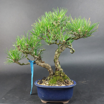 Preview: Bonsai - Pinus Thunbergii, Schwarzkiefer, Japan
