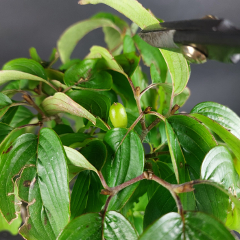 Bonsai - Kornelkirsche, Cornus Mas, Japan