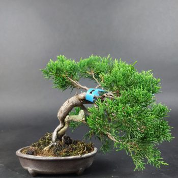 Preview: Bonsai - Wacholder, Juniperus Chinensis, Shohin