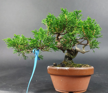 Bonsai - Japanese Juniper, Juniperus Chinensis, Shohin - Kopie