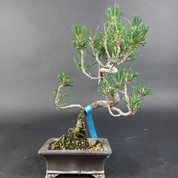 Bonsai - Pinus Thunbergii Senjumaru, Schwarzkiefer, Japan