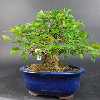 Preview: Bonsai - Dreispitzahorn, Acer Buergerianum Shohin