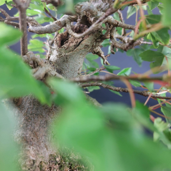 Preview: Bonsai - Dreispitzahorn, Acer Buergerianum Shohin