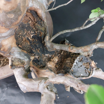 Preview: Bonsai - Quitte, Cydonia Sinensis