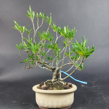 Bonsai - Gardenia jasminoides, Shohin