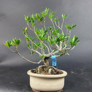 Preview: Bonsai - Gardenia jasminoides, Shohin