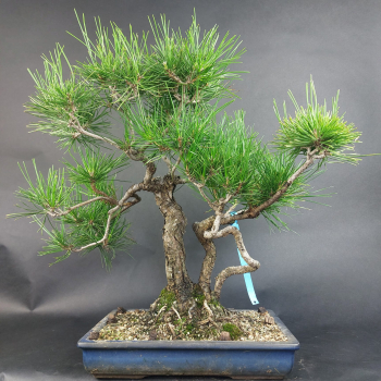 Bonsai - Schwarzkiefer, Pinus Thunbergii, Japan