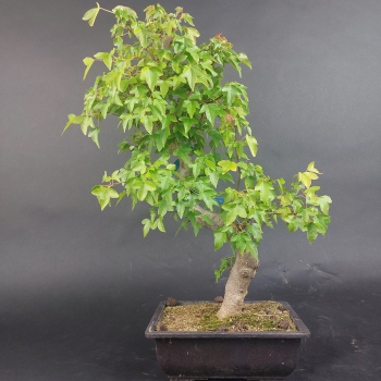 Bonsai - Trident Maple, Acer Buergerianum