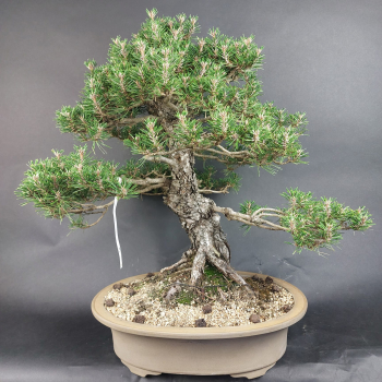 Bonsai - Pinus Thunbergii Kotobuki, Schwarzkiefer, Japan