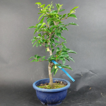 Bonsai - Jap. Schneeglöckchen, Styrax Japonica