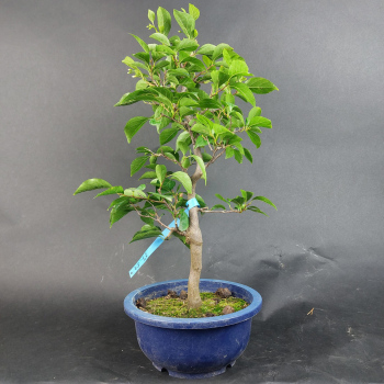 Preview: Bonsai - Jap. Schneeglöckchen, Styrax Japonica