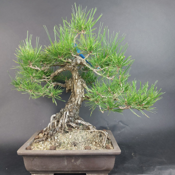Bonsai - Pinus Thunbergii, Schwarzkiefer, Japan