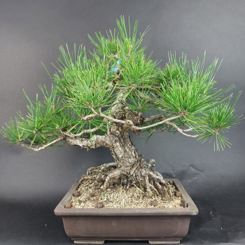 Preview: Bonsai - Pinus Thunbergii, Schwarzkiefer, Japan