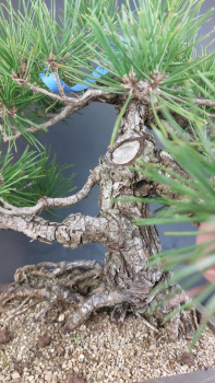 Preview: Bonsai - Pinus Thunbergii, Schwarzkiefer, Japan