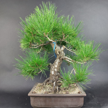 Bonsai - Pinus Thunbergii, Schwarzkiefer, Japan